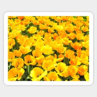 Yellow Tulips Sticker